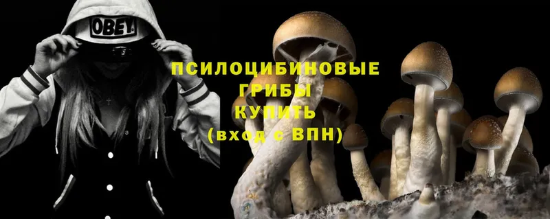 Галлюциногенные грибы Cubensis  Жиздра 